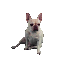 pee