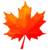 maplespin