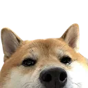 shibalurk