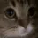 cat_meow cat_meow