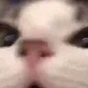catlook
