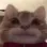cat_stare