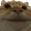 catyesnod
