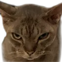 henrygrump