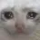 catSad