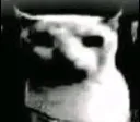 dread_cat dread_cat