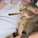 fyrWaterfallsCat