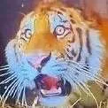 tigereaction