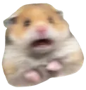 PanikHam