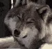 Wolf_tilt