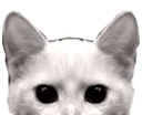 soon_cat