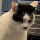 catstartled