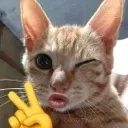 cat Discord Emoji