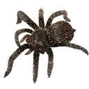 tarantula