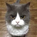 catstare