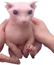 BINGUS BINGUS