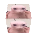 bingusCube