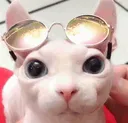 bingusdrip