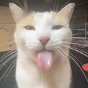 blehh2