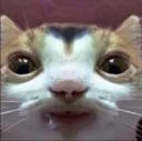 droolcat