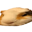 roccoskeptical
