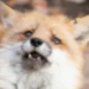 Pfox_so_scared
