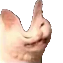 dentcat