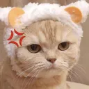 Angycat2 Discord Emoji