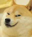 doge