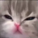 311016485_3431141427205960_65174