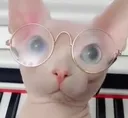 nerdbingus