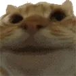 catyes
