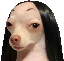 dogkardashian dogkardashian
