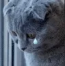SadCat