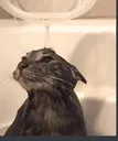 showercat