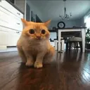spoingus spoingus