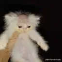 dedinsidecat Discord Emoji