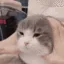 wheresmymoneystupidcat