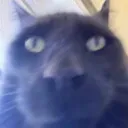 STARE
