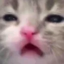 Catwtf catwtf Discord Emoji