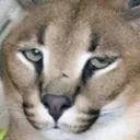 floppa_tired Discord Emoji