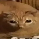 catlasagn Discord Emoji