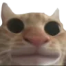 cat_traumatized Discord Emoji