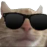 Cat Cool Cat_Cool Discord Emoji
