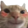Cat Blush Cat_Blush Discord Emoji