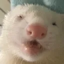 DerpyBean