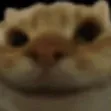 CatNod