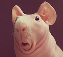 LolaHiccup Discord emoji