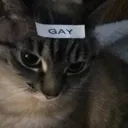 cat_gay