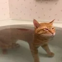 cat_float